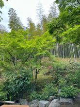 Kyoto / Forêt de Bambou d’Arashiyama + Singes